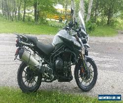 Triumph: Tiger for Sale