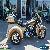 2014 Harley-Davidson Trike for Sale