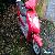 HONDA DYLAN SES 125 FOR SPARES OR REPAIR, RUNNER V5 + KEY moped scooter for Sale